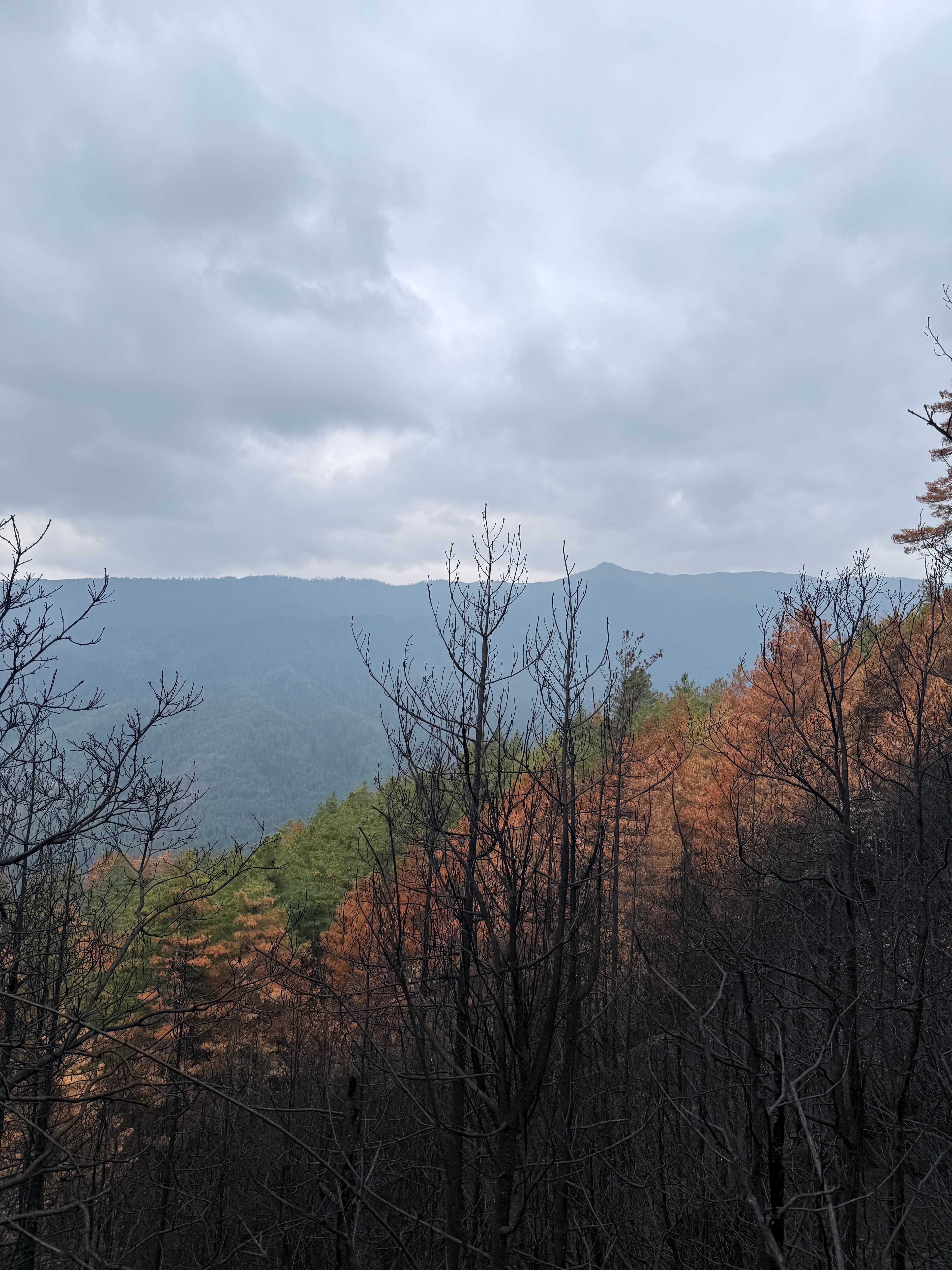 Burnt-orange autumn trees along a ridge, mountains fading into a pale sky.